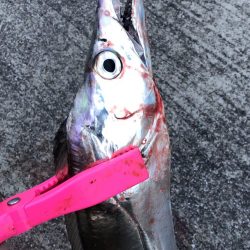 まだまだ遊べそう