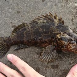 まぁまぁのタケノコメバル