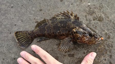 まぁまぁのタケノコメバル