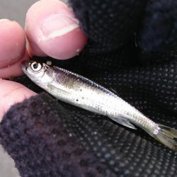 オイカワに混じって野ゴイ