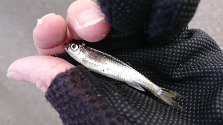 オイカワに混じって野ゴイ