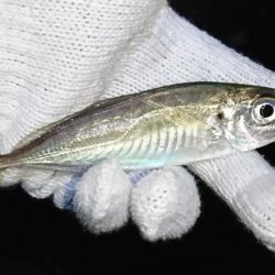 メバリングのはずが…