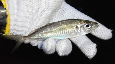 メバリングのはずが…