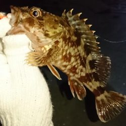 メバリング？ガシリング！