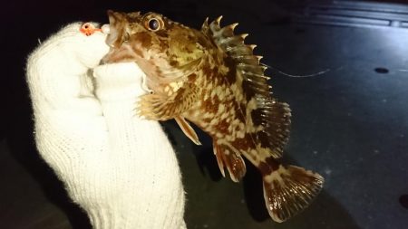 メバリング？ガシリング！