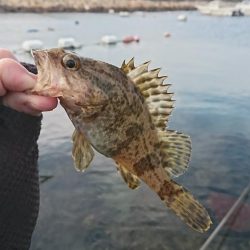 江井ヶ島漁港 穴釣り 兵庫県 瀬戸内海側 江井ヶ島 穴釣り ブラクリ メバル 陸っぱり 釣り 魚釣り 釣果情報サイト カンパリ