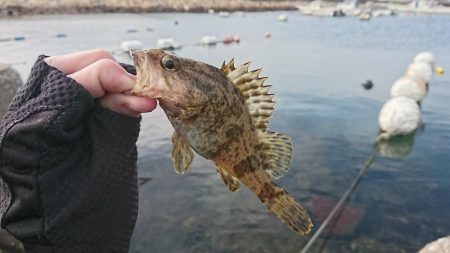 江井ヶ島漁港・穴釣り