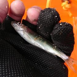 赤根川・オイカワ調査