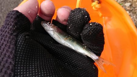 赤根川・オイカワ調査