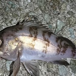 メバル・ワタリガニ