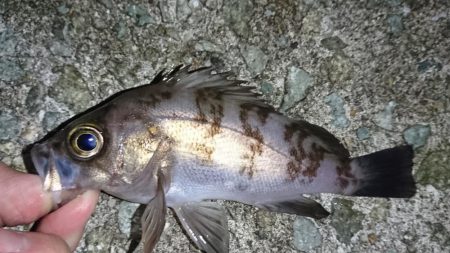 メバル・ワタリガニ