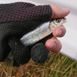 明石・赤根川小物釣り