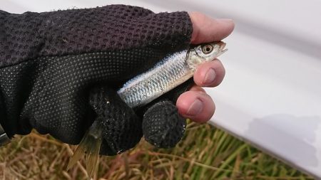 明石・赤根川小物釣り