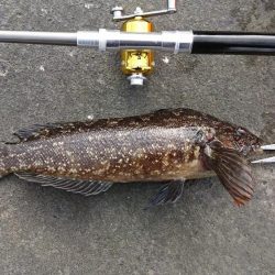 釣り納め・でかアイナメ