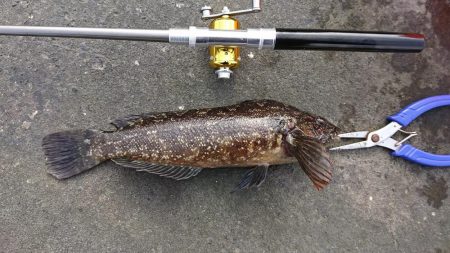 釣り納め・でかアイナメ