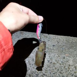 ヒイカエギング