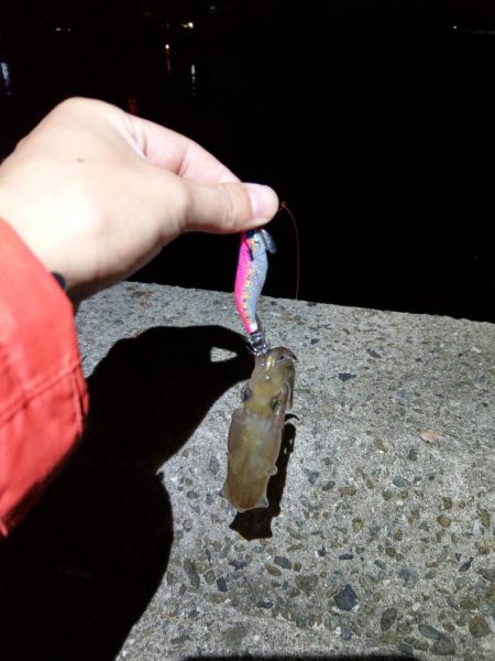 ヒイカエギング