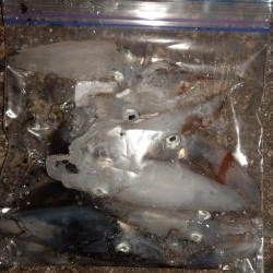 ヒイカエギング