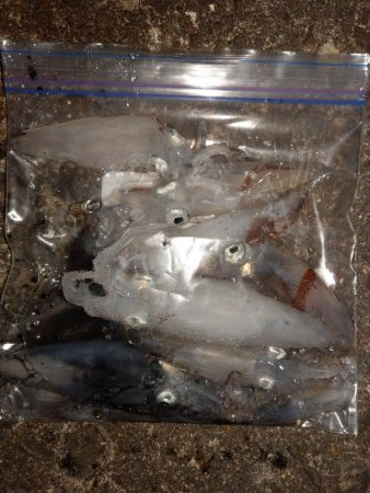 ヒイカエギング