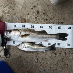 シーバスは好調