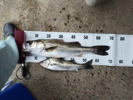 シーバスは好調