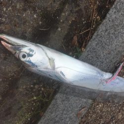 タチウオ・・・もう終わりですかねぇ