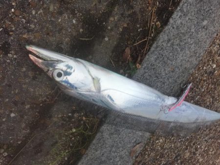 タチウオ・・・もう終わりですかねぇ