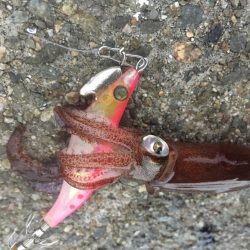 イカはいつまで釣れるんやろ？