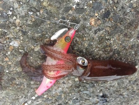 イカはいつまで釣れるんやろ？