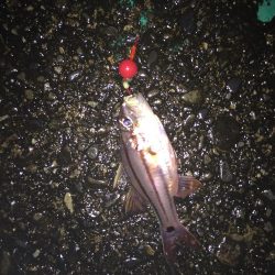 ネンブツダイ祭り