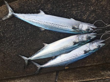 お昼間にサゴシジャンプ