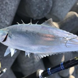 この魚分かる方いますか？