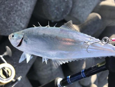 この魚分かる方いますか？