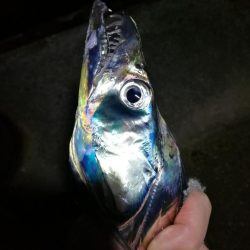 南港フェリーヘチ釣り (タチウオ釣り F4~F3 96cm!! 釣果有り)