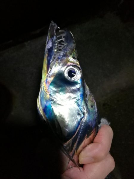 南港フェリーヘチ釣り (タチウオ釣り F4~F3 96cm!! 釣果有り)