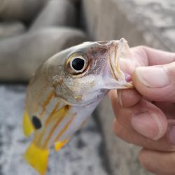 夕方は即バイト　ニセクロホシ