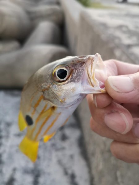 夕方は即バイト　ニセクロホシ