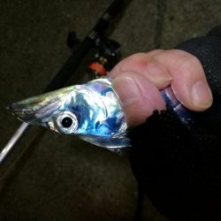 南港カモメ大橋 釣行 （渋かった～タチウオ釣り、F3釣果）