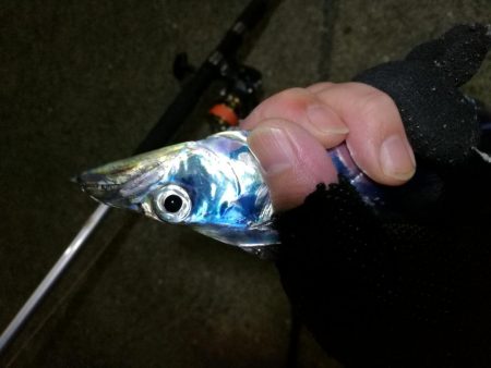 南港カモメ大橋 釣行 （渋かった～タチウオ…