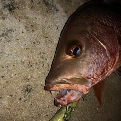 早朝、カースビー記録更新しました。