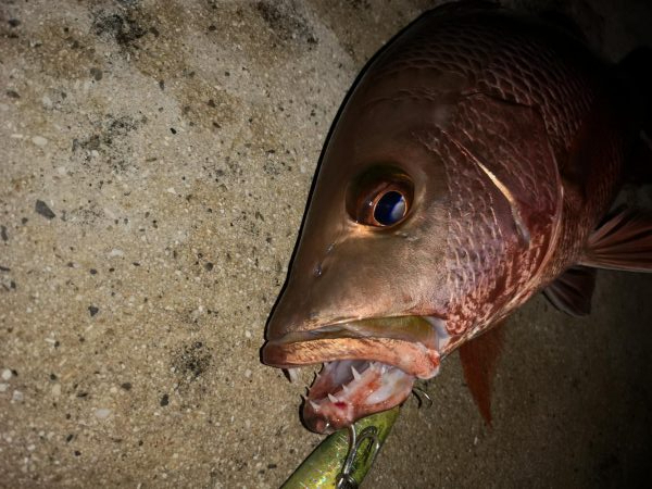 早朝、カースビー記録更新しました。