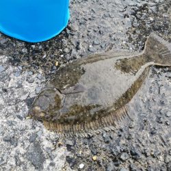 カレイ、メバル