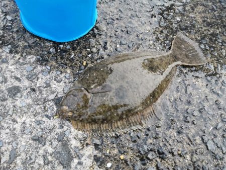 カレイ、メバル