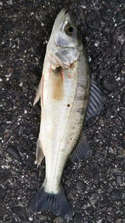 数ヶ月ぶりに本竿出しました