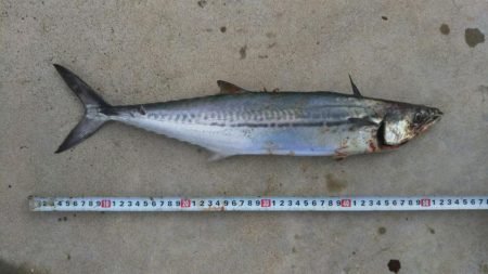 いつもの釣り場にて