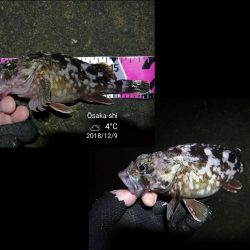 南港カモメ大橋ヘチ釣行 （ガシラ、ハゼ、小シーバス　釣果有り）