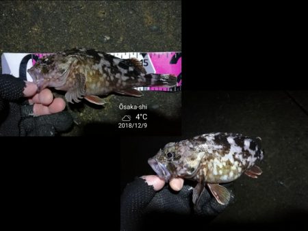 南港カモメ大橋ヘチ釣行 （ガシラ、ハゼ、小シーバス　釣果有り）