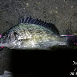 南港カモメ大橋ヘチ釣行 (激サム好釣果!キビレ44cm!、ガシラ、シーバス 釣果有り)