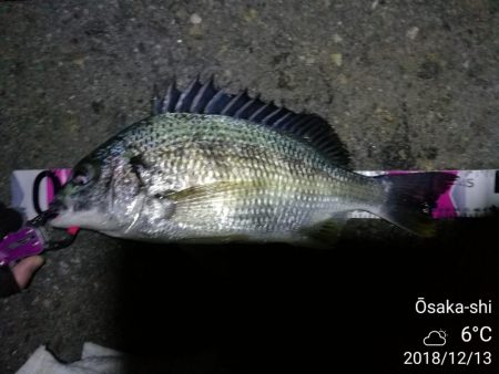 南港カモメ大橋ヘチ釣行 （激サム好釣果！キ…