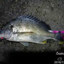 南港フェリーヘチ釣り (好釣果!キビレチヌ:46cm、42cm、41cm,黒メバル 釣果有り)